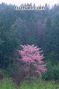 美国队获得国际足球比赛冠军头衔