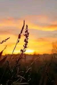 那不勒斯客场击败对手，继续争夺欧战资格