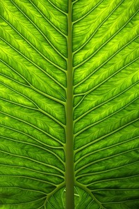 世界女足比拼中，中国队斩获第一名，实力强劲